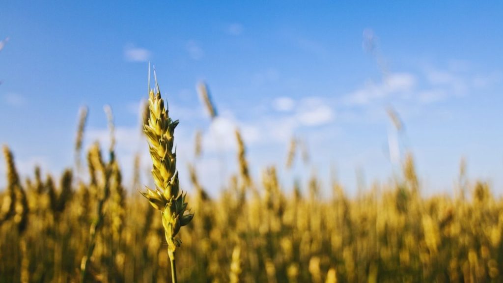 जनवरी में गेहूं की फसल पर मंडरा रहा बड़ा खतरा! दिखे ये लक्षण तो तुरंत डालें सिर्फ 1 ग्राम ये दवा, नहीं तो नुकसान तय