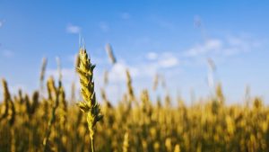 जनवरी में गेहूं की फसल पर मंडरा रहा बड़ा खतरा! दिखे ये लक्षण तो तुरंत डालें सिर्फ 1 ग्राम ये दवा, नहीं तो नुकसान तय जनवरी में गेहूं की फसल पर मंडरा रहा बड़ा खतरा! दिखे ये लक्षण तो तुरंत डालें सिर्फ 1 ग्राम ये दवा, नहीं तो नुकसान तय