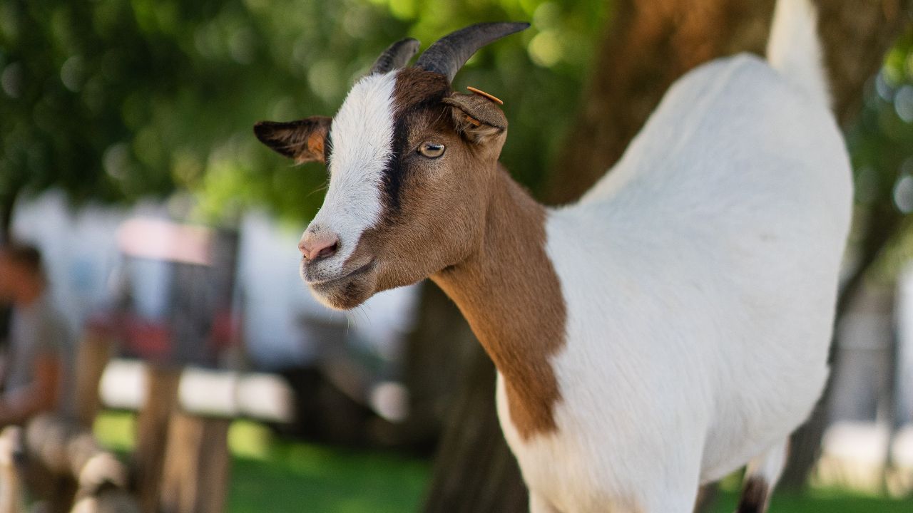 Rural Business Ideas Farming With Goat Rearing Low Investment High Profit For Farmers Income