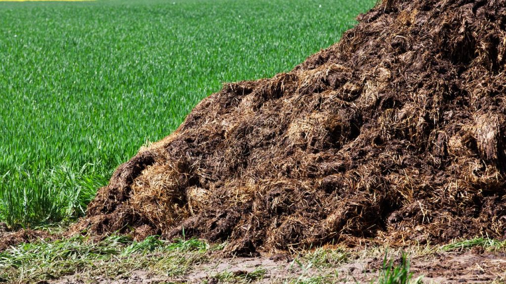 इस जैविक खाद के नियमित उपयोग से किसानों को महंगे उर्वरक खरीदने की जरूरत नहीं पड़ती. इससे खेती की लागत कम हो जाती है और पैदावार की गुणवत्ता व स्वाद दोनों बेहतर होते हैं.