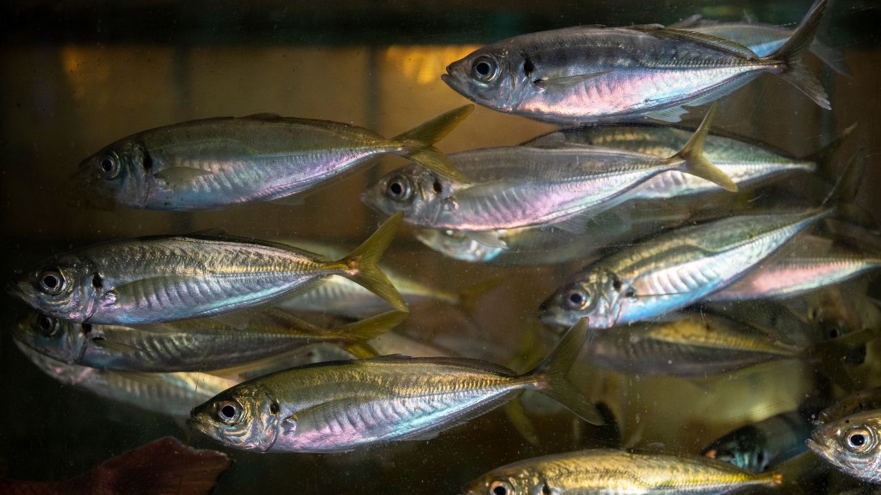 Odisha Fishermen Are Unable To Avail The Benefits Of Government Schemes