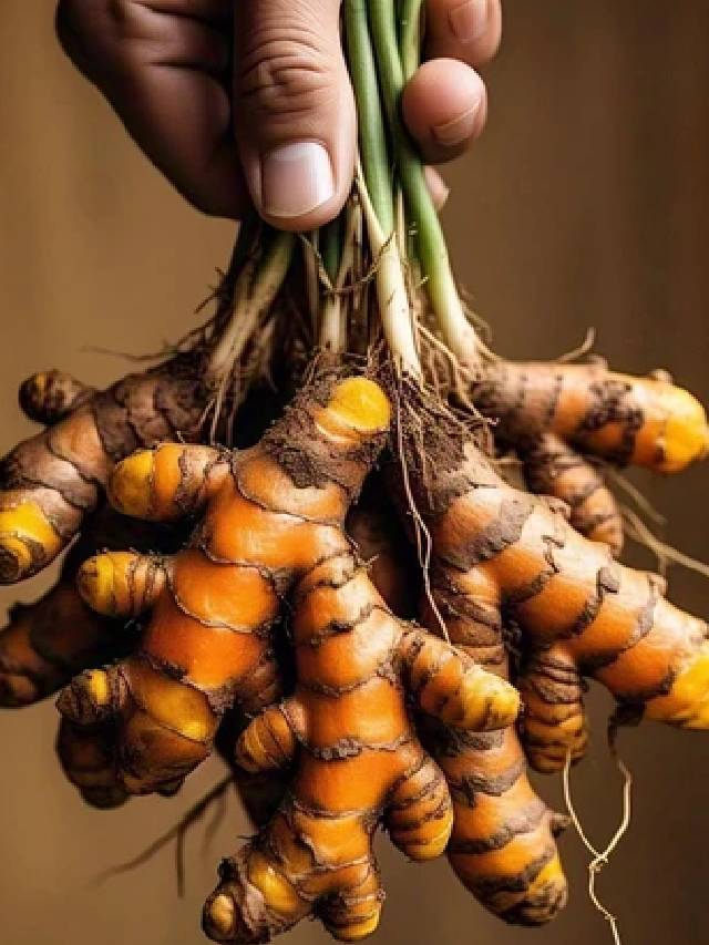 गमले में उगाएं हल्दी, 7–9 महीनों में पाएं ताजी फसल