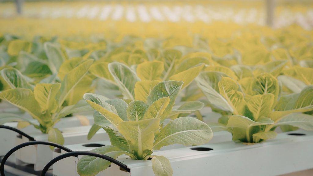 10x10 फीट की जगह में भी सैकड़ों पौधे उगाए जा सकते हैं. इसलिए यह नौकरी के साथ कुछ एक्स्ट्रा कमाई करने वालों या शहरी घरों के लिए एक बेहतरीन साइड बिजनेस विकल्प है.