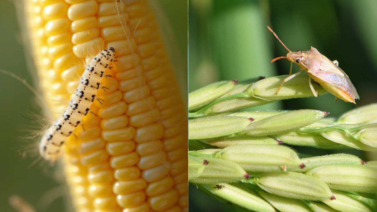 Rising Temperatures Pest Outbreaks Threaten Wheat Rice Maize Global Food Security