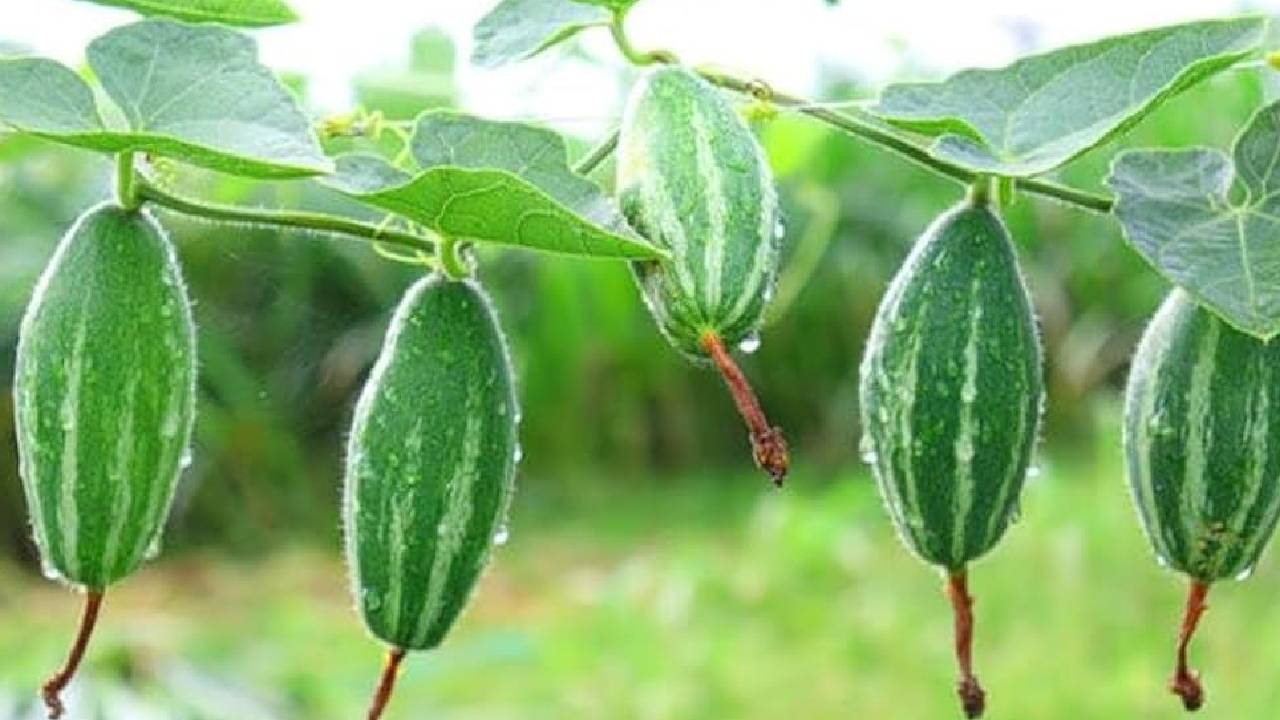 Kundru Farming Success Story Year Round Income Low Cost High Profit Vegetable Crop India