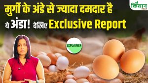 बत्तख बनाम मुर्गी का अंडा.. सेहत के लिए कौन सा है बेहतर? जानें पोषण से जुड़े सभी जरूरी बड़े अंतर बत्तख बनाम मुर्गी का अंडा.. सेहत के लिए कौन सा है बेहतर? जानें पोषण से जुड़े सभी जरूरी बड़े अंतर