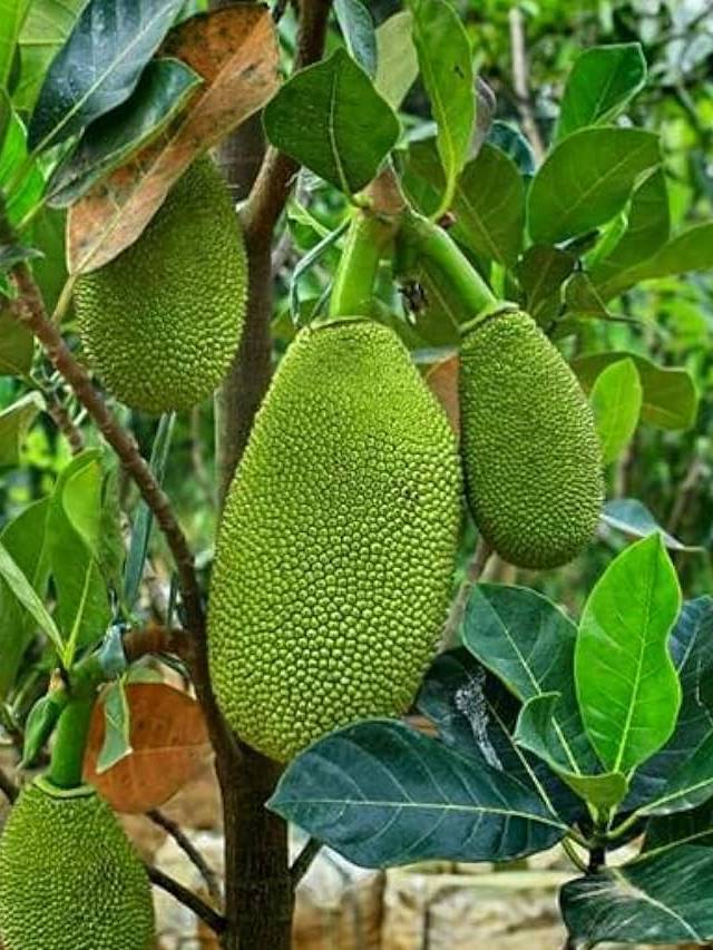 कटहल के छोटे फल झड़ने से कैसे बचाएं? जानें आसान टिप्स