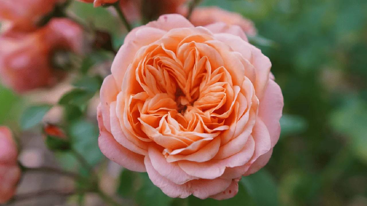 World Most Expensive Rose Juliet Rose Price In Crores History Blooming Cost David Austin