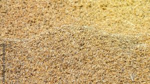 मध्य प्रदेश के 7 लाख किसानों के खाते में पहुंचे 9 हजार करोड़ रुपये, धान खरीद का नया रिकॉर्ड बना