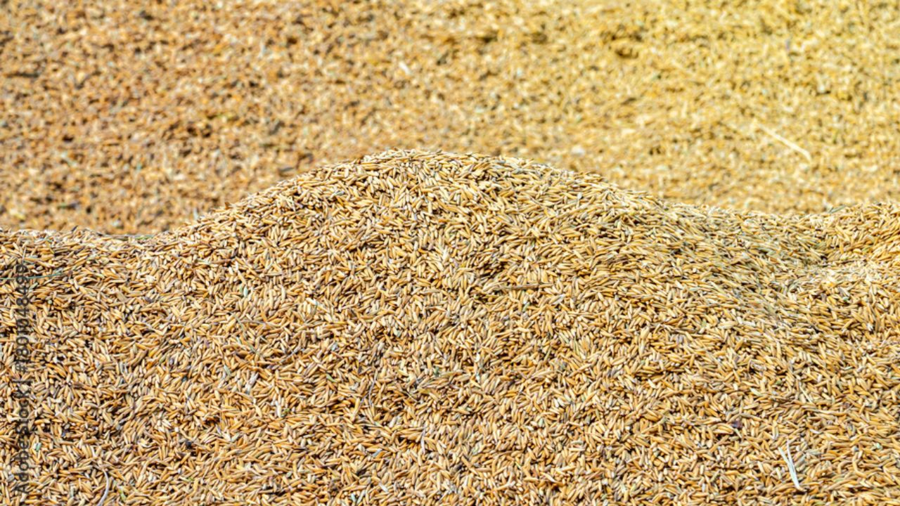 Madhya Pradesh Paddy Farmers Recieved Rs 9485 Crore For Paddy Sale State Set New Record For Paddy Procurement