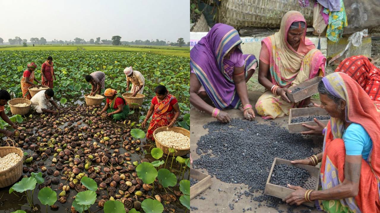 Chhattisgarh Makhana Cultivation Scheme Boosts Farmers Income In Dhamtari Balod Mahasamund Gariaband