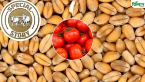 Mandi Bhav: यूपी में 800 रुपये क्विंटल आलू तो MP में 3190 रुपये हुआ गेहूं.. टमाटर किसान भी गदगद