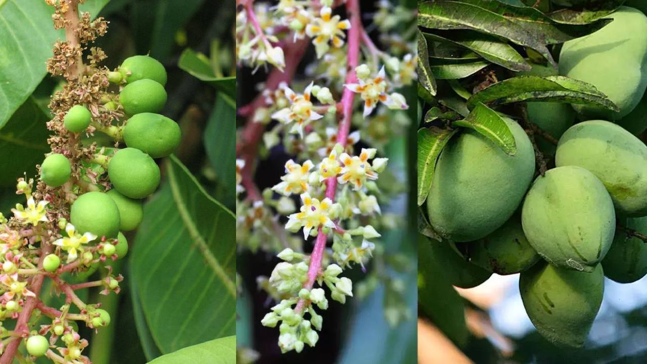 January Mango Farming Tips How Timely Care Disease Management And Nutrition Can Increase Mango Production In India