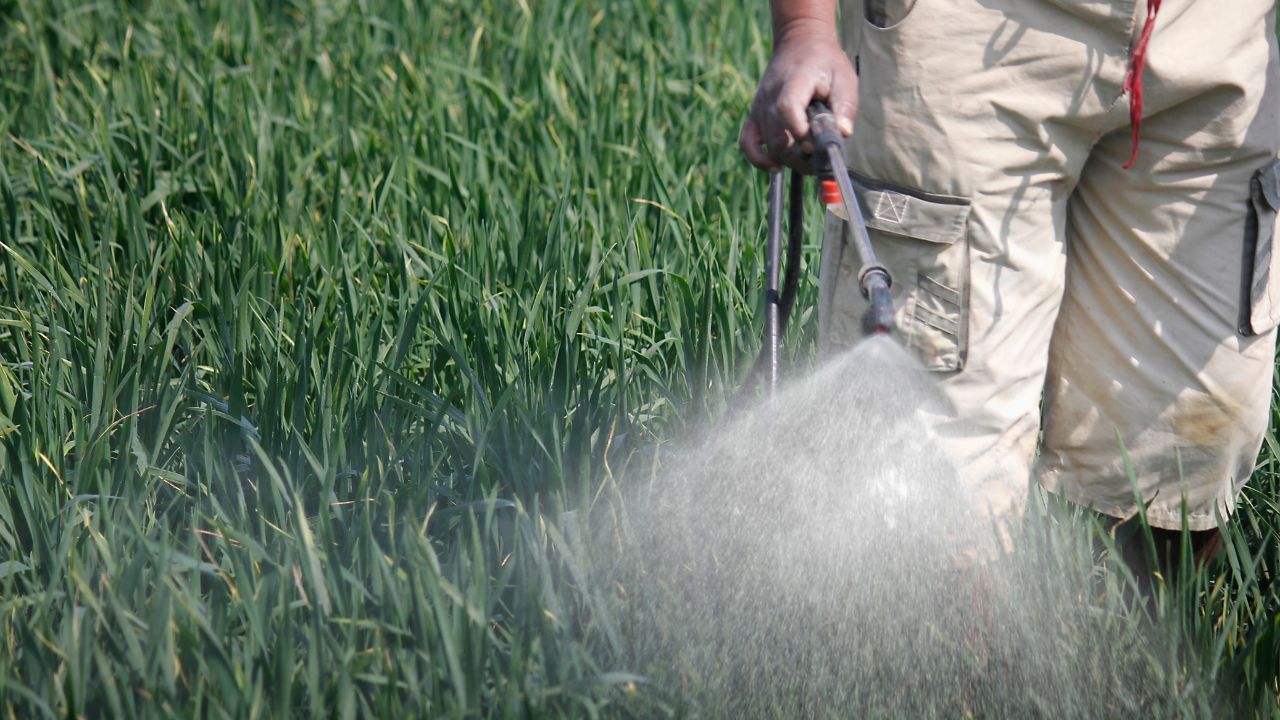 Punjab Agricultural University Advisory On Rising Temperatures For Wheat Crop