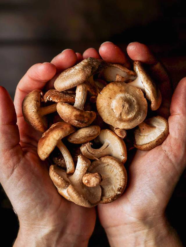 इन 5 लोगों के लिए मशरूम बन सकता है सेहत का दुश्मन