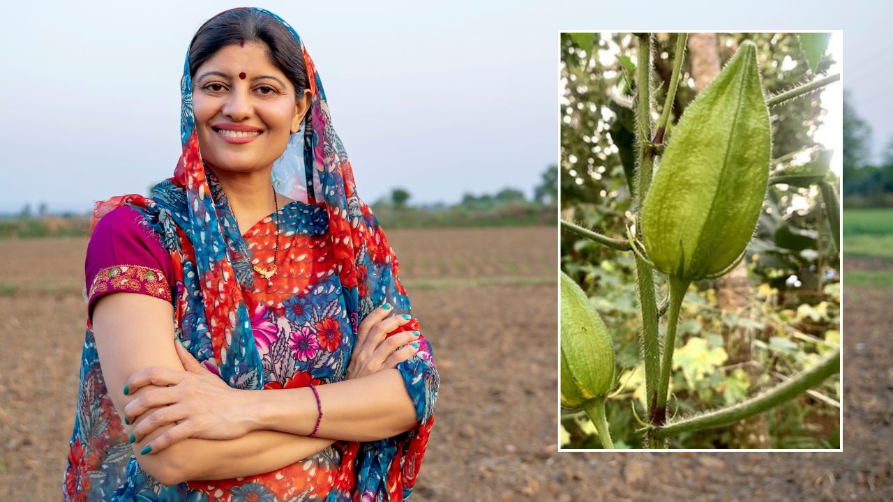 Musk Okra Farming Women Earnings Increased By Musk Okra Price Of Rs 30000 Per Quintal Check How To Sow Seeds