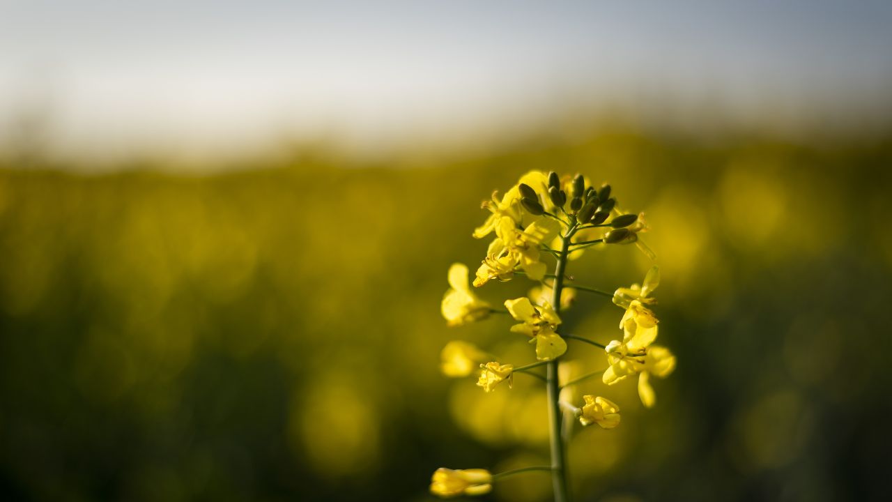 What To Do To Protect Mustard Crop From Sucking Pests