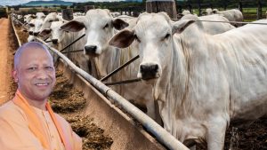 16 जिलों में गौशालाएं बनाने के लिए राशि मंजूर, भूसा-चारा साईलेज के टेंडर फरवरी तक पूरे करने के निर्देश