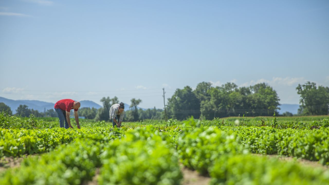 Punjab And Haryana Adopt Eco Friendly Farming Farmers Get Carbon Credit