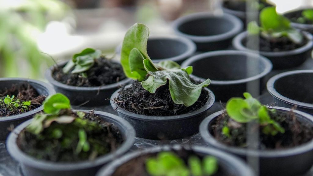 जैविक खाद का अधिक मात्रा में इस्तेमाल नुकसानदायक हो सकता है. सप्ताह में 1-2 बार देना पर्याप्त है. संतुलित उपयोग से पौधों की वृद्धि सुरक्षित रहती है.