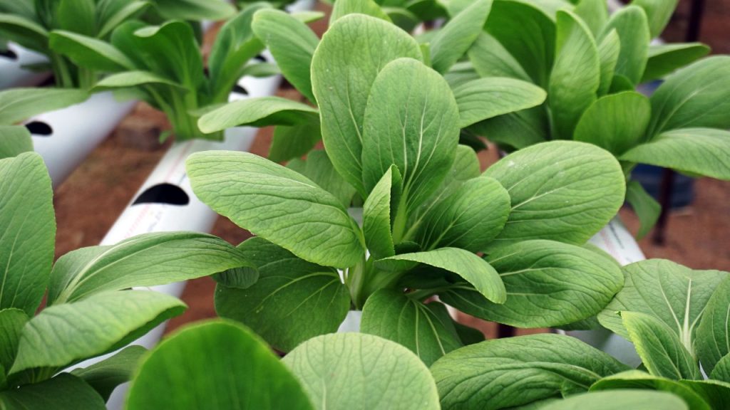 मिट्टी न होने के कारण पौधों में कीट और मोल्ड की समस्या नहीं होती. इसका मतलब यह है कि आप अपने ग्राहकों को पूरी तरह शुद्ध और ऑर्गेनिक सब्जियां, जैसे सलाद पत्ता, टमाटर, पालक या स्ट्रॉबेरी, बेच सकते हैं.