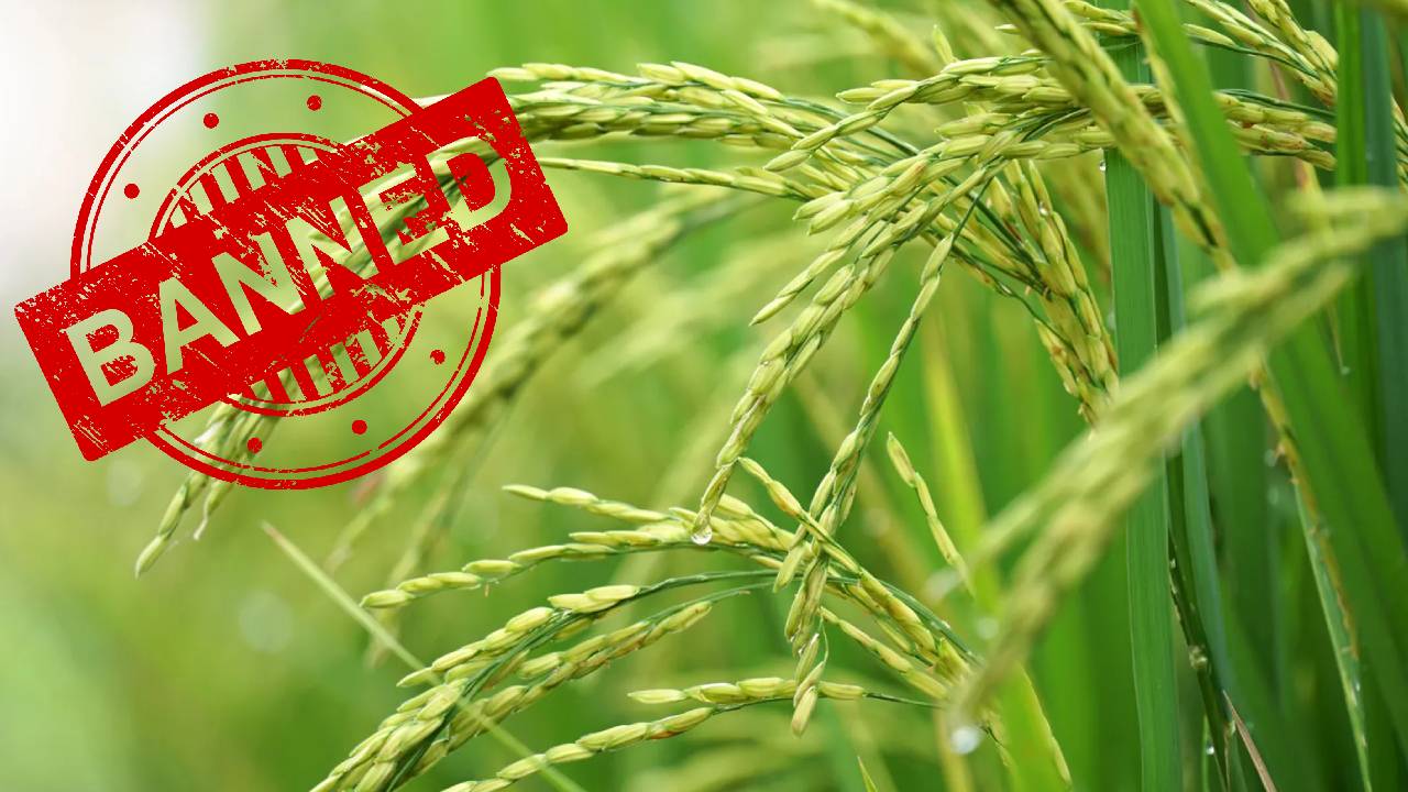 उधम सिंह नगर में बेमौसमी धान पर पूरी तरह रोक, 15 हजार से ज्यादा किसानों की बढ़ी चिंता