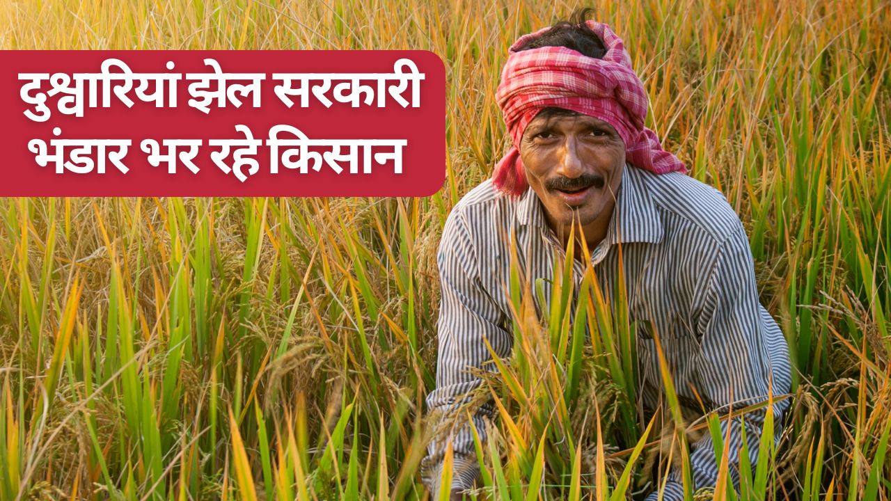 घाटा झेलकर भी खेती का रकबा बढ़ा रहे किसान, चावल उत्पादन में चीन को पछाड़ा