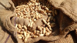 इंडोनेशिया के नए नियम से झटका, भारतीय मूंगफली निर्यात पर लग सकता है ब्रेक, जानें वजह