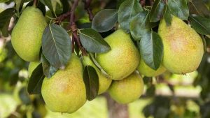 हर साल मुनाफा देने वाला ये फल बना किसानों की पहली पसंद, कम मेहनत में होगा ज्यादा फायदा