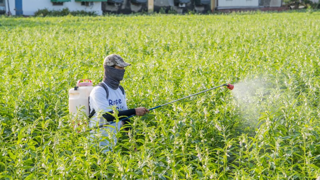 कीटनाशक खरीदते समय डिब्बे पर बना रंगीन त्रिकोण और निर्देश जरूर पढ़ें. गलत लेबल की दवा से फसल खराब होने के साथ किसान की सेहत पर भी गंभीर असर पड़ सकता है.