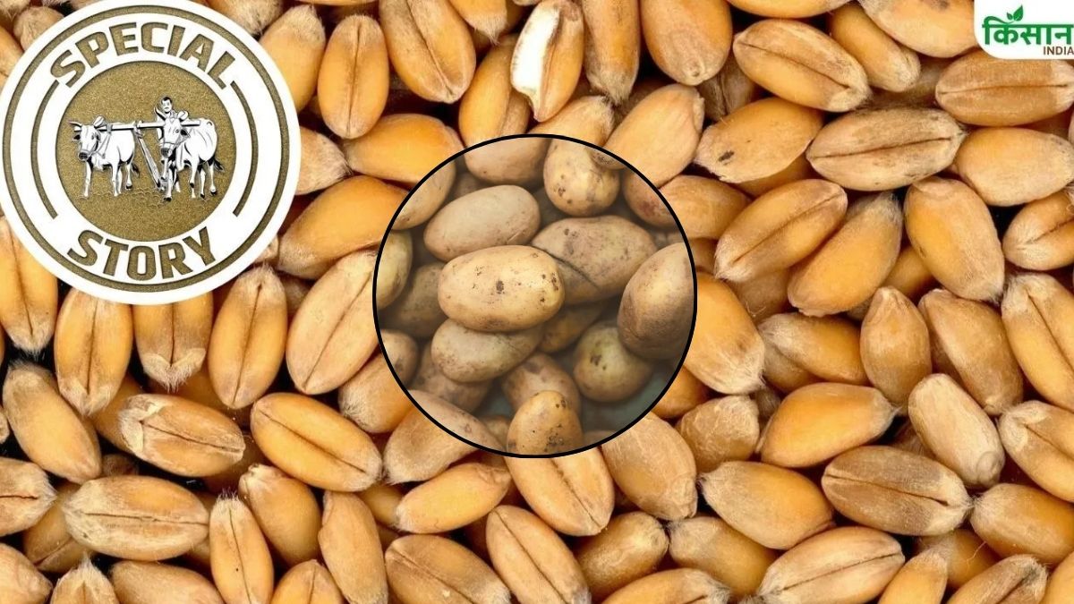 Mandi Price Analysis Report Wheat Market Prices Surge Latest Potato Market Rates