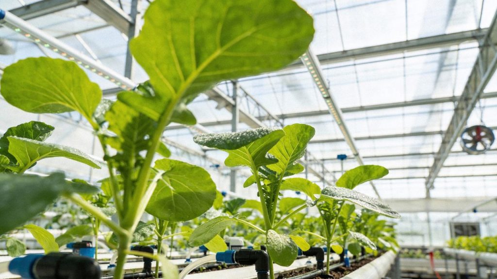 इस तकनीक के लिए आपको सिर्फ PVC पाइप्स, स्टैंड, टैंक और कोकोपीट या क्ले बॉल्स की जरूरत होती है. हल्की मोटर की मदद से पोषक तत्वों वाला पानी पौधों तक पहुंचाया जाता है. इसकी वजह से घर की छत, बालकनी या छोटे गार्डन में भी आसानी से खेती शुरू की जा सकती है.