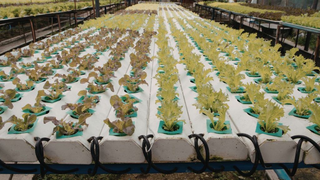 पारंपरिक खेती के मुकाबले हाइड्रोपोनिक्स में लगभग 90% कम पानी लगता है. साथ ही पौधे मिट्टी की तुलना में 30% तेजी से बढ़ते हैं और समय में ज्यादा उत्पादन मिलता है, जिससे मेहनत कम और लाभ अधिक होता है.