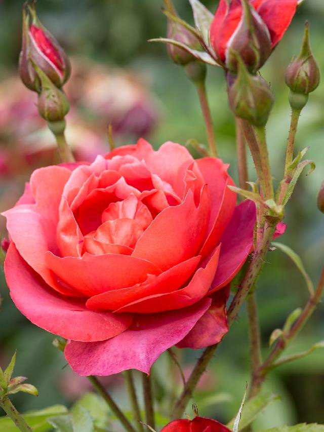 गुलाब में नहीं आ रहीं कलियां? बस करें ये उपाय