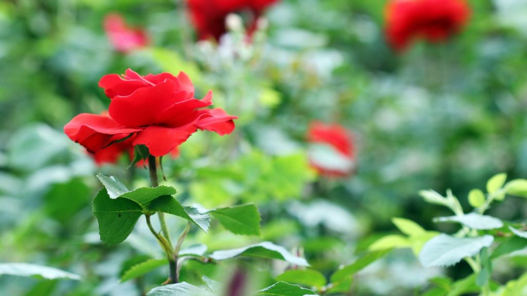 Rose Plant Care Tips: महीने में एक बार दही या गुड़ का घोल देने से पौधे को जरूरी पोषक तत्व मिलते हैं, जिससे फूलों का आकार और रंग दोनों बेहतर होते हैं.