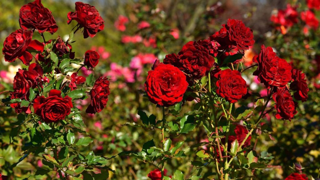 Rose Plant Care: केले के छिलकों को सुखाकर पाउडर बना लें और हर 20 दिन में एक चम्मच मिट्टी में मिलाएं. इससे गुलाब के पौधों में नई कलियां बनने की प्रक्रिया तेज हो जाती है.