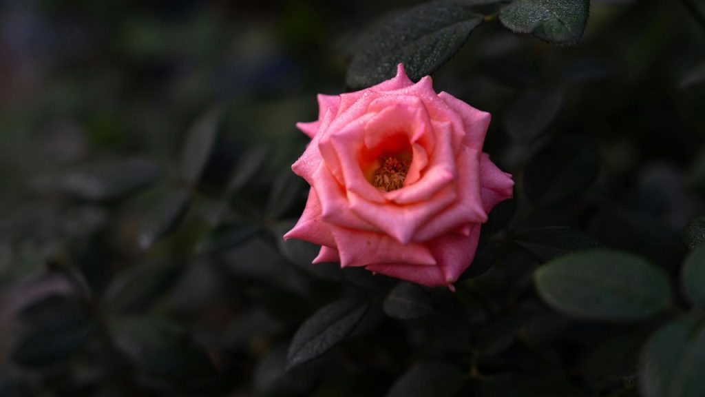 Gulab Ki Kheti: हर 15 दिन में दो चम्मच सरसों की खली का घोल मिट्टी में मिलाने से पौधे की सुस्त पड़ी वृद्धि दोबारा तेज हो जाती है और पत्तियां ज्यादा हरी-भरी रहती हैं.