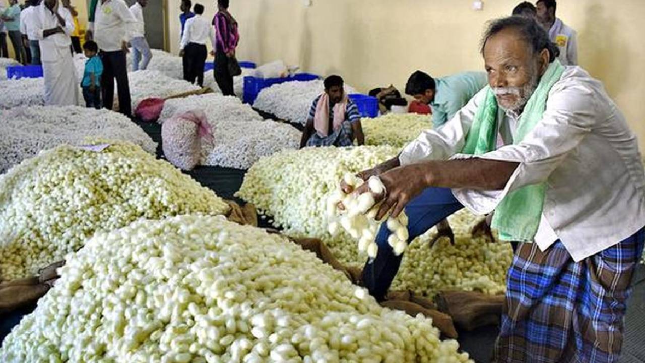 Maharashtra Gadchiroli Government Tasar Silk Cocoon Market Approved 3 88 Crore Farmers Income Rural Employment
