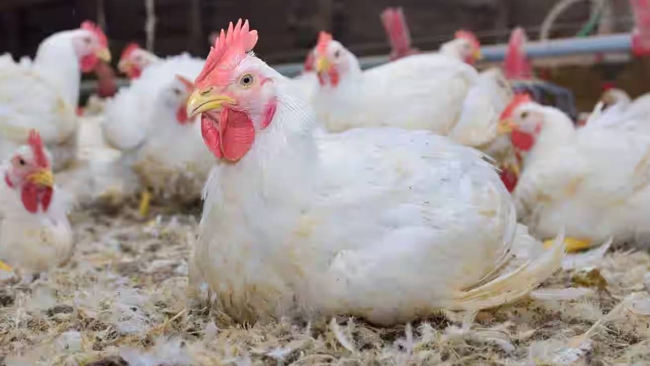 Srinidhi Chicken Farming Profit Business Guide Low Investment High Income Poultry Farming India