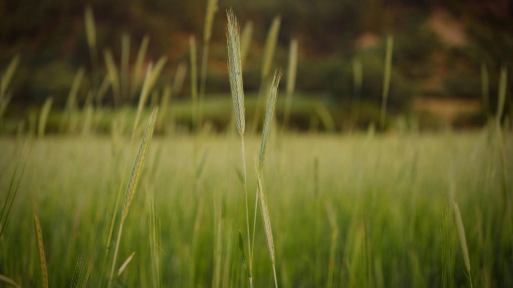 सूखे खरपतवार और टूटे पौधे तेज हवा में उड़कर खड़ी फसल को नुकसान पहुंचा सकते हैं. इसलिए हवा चलने से पहले खेत की सफाई करना बहुत जरूरी है.
