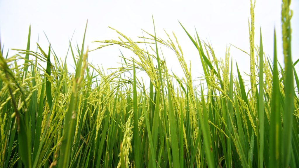 गेहूं, सरसों, सब्जियां और दालों की फसल तेज हवा में गिरने का ज्यादा खतरा रखती हैं. इन फसलों के बीच-बीच में बांस, लकड़ी या तार से सहारा देने से पौधे टूटने या जमीन पर गिरने से बचते हैं.