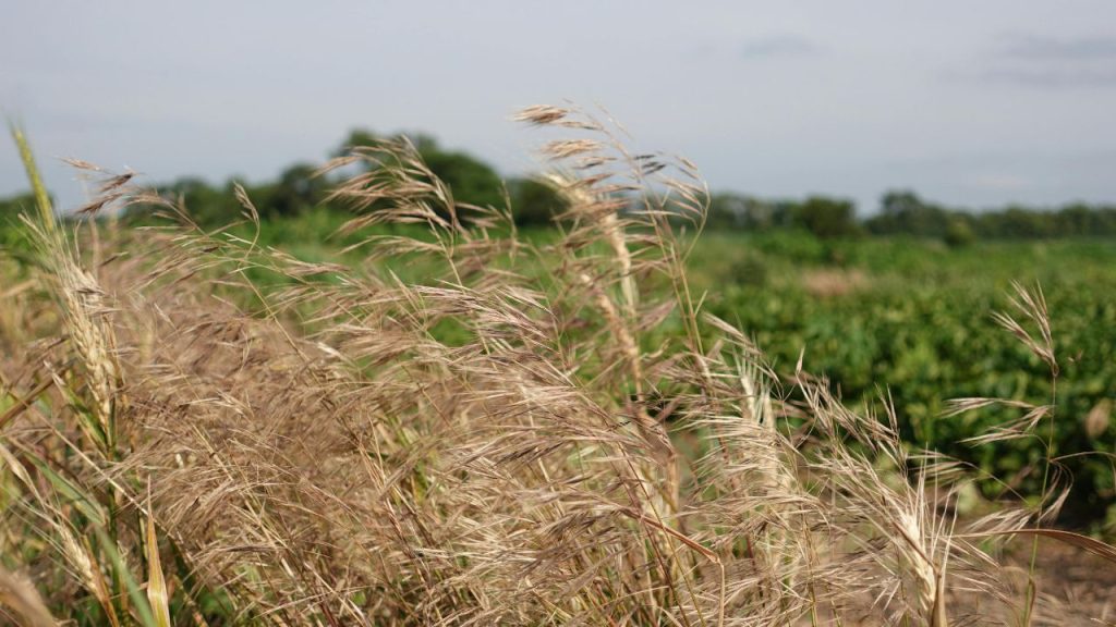अगर मौसम विभाग ने तेज हवा की चेतावनी दी हो, तो उससे पहले हल्की सिंचाई करें. नमी वाली मिट्टी पौधों की जड़ों को मजबूती देती है, जिससे हवा में फसल उखड़ने या गिरने का खतरा कम हो जाता है.