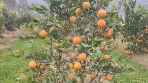 पहली बार स्वीट ऑरेंज की खेप बाहर भेजी गई, अधिक भाव मिलने का रास्ता खुला तो किसानों के चेहरे खिले