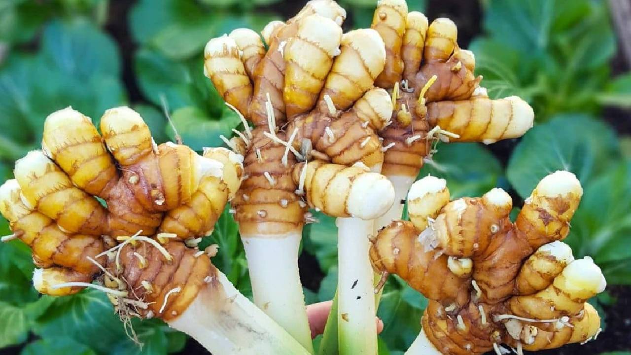 How To Grow Turmeric At Home In Pot Easy Organic Kitchen Gardening Guide