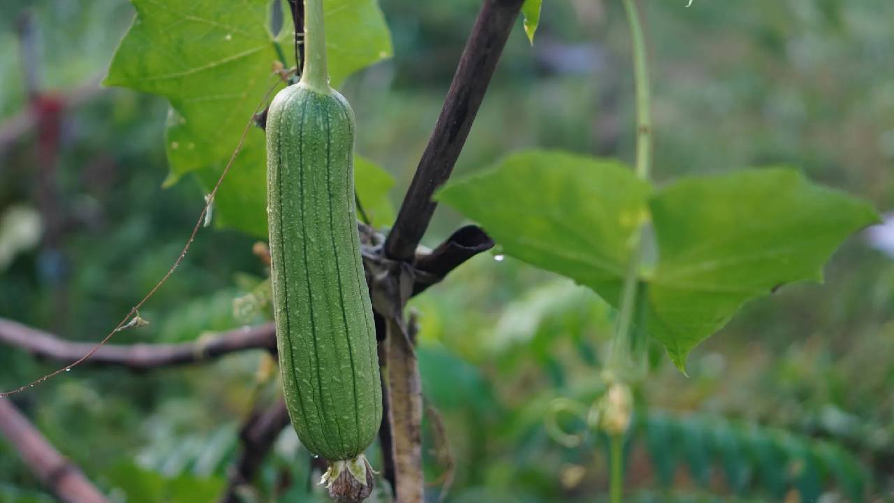 Basmati Aroma Ridge Sponge Gourd Developed By Indian Scientists Iivr Varanasi New Vegetable Variety