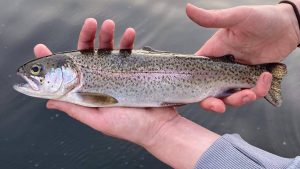 3 करोड़ की लागत से बनेगा हिमाचल का पहला ट्राउट फिश सेंटर, अब गांवों में ही मिलेगा रोजगार