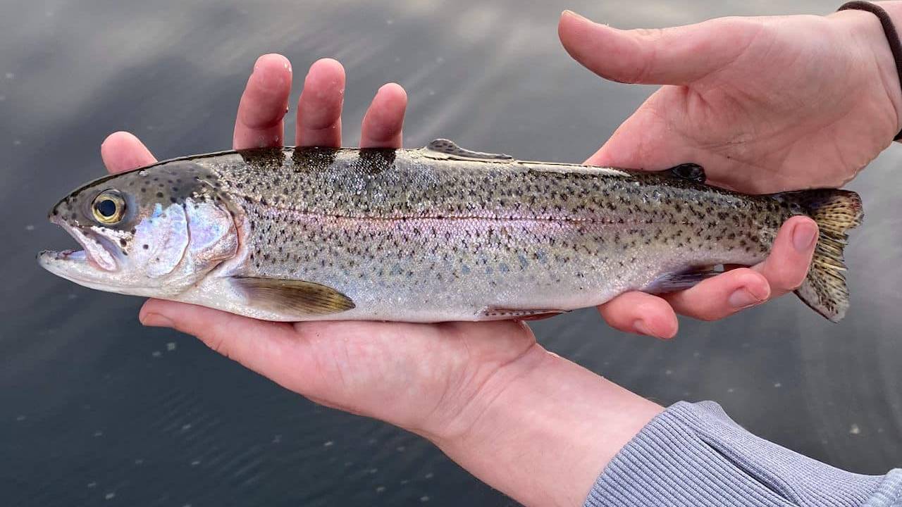 हैदराबाद में खुलेगा देश का पहला ट्रॉपिकल ट्राउट फार्म, मछली पालन की दुनिया में आएगी नई क्रांति
