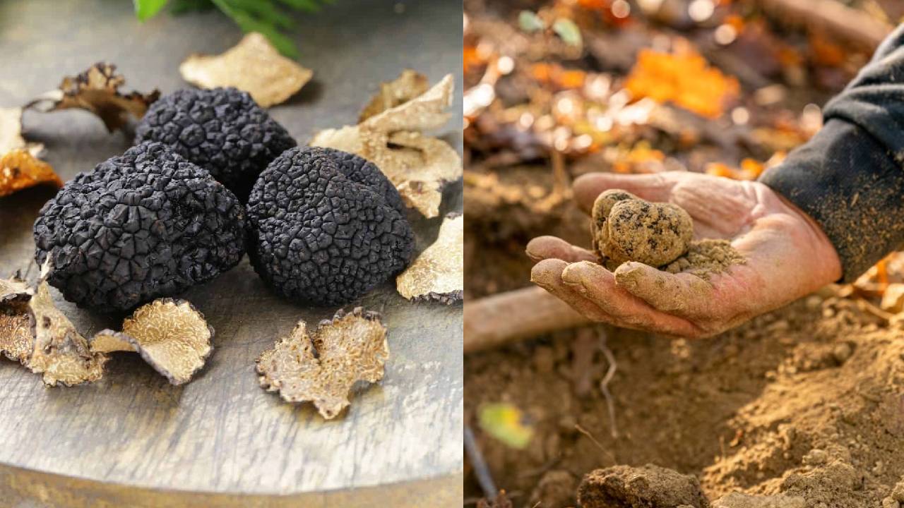 Why Truffles Cost Millions Rare Mushroom Most Expensive Food In The World White Black Truffle Price