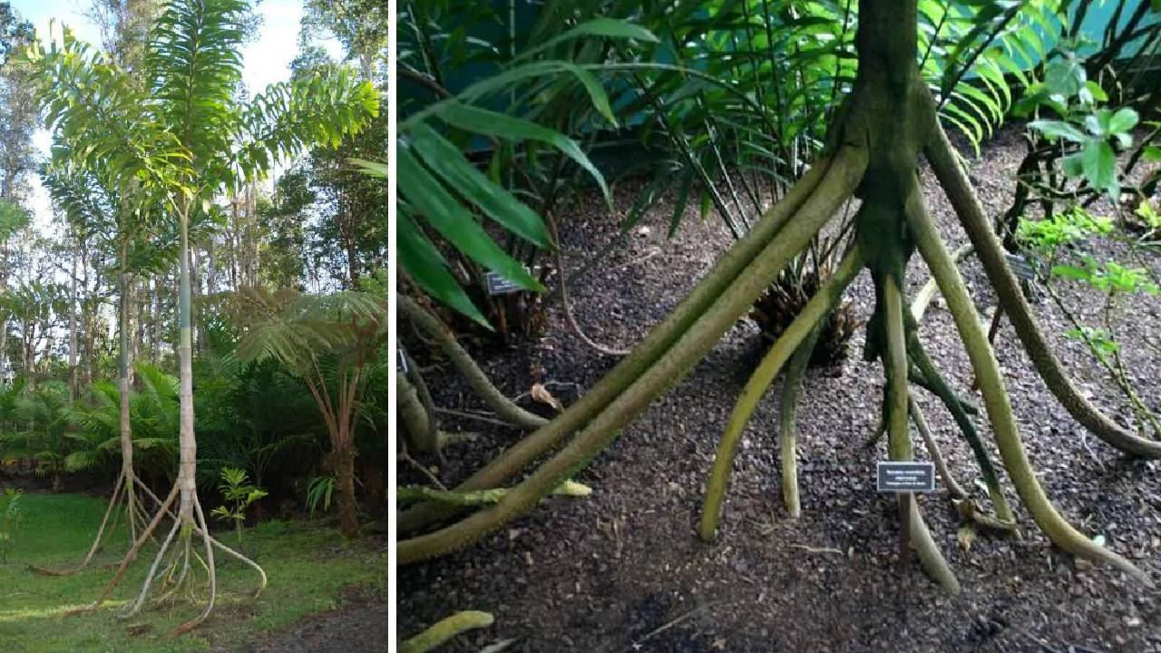 Walking Tree Mystery Can Trees Really Move Science Behind The Walking Palm Of Amazon Rainforests