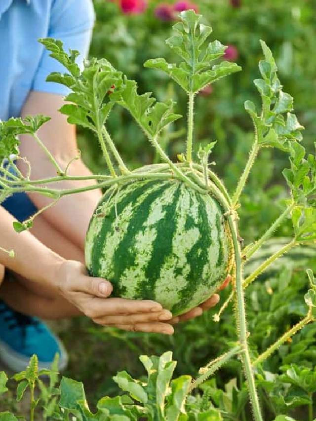 तरबूज की खेती का सही समय आया, किसान अभी करें बुवाई